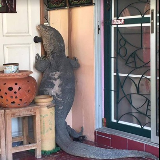 Lagarto enorme assusta família tailandesa