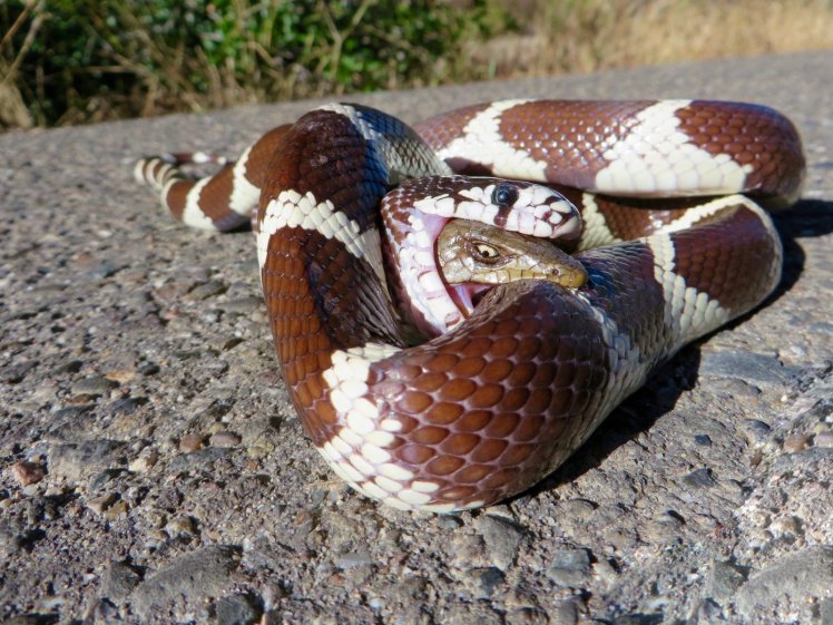 Lagarto morde cobra após ser engolido