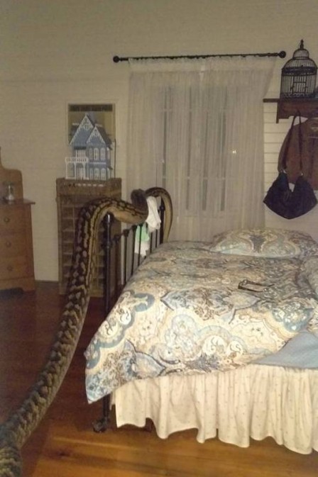 Mulher acorda durante a noite e encontra cobra de 5 metros em quarto