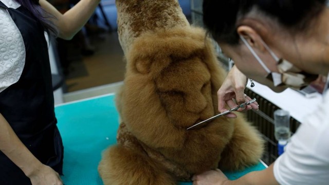 Tosadora transforma animais em bichos de pelúcia