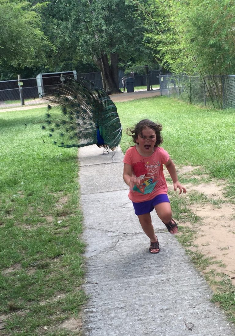Pai publica foto de filha fugindo de pavão e imagem vira meme