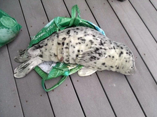 Filhote foca morre após ser levado para casa em sacola plástica
