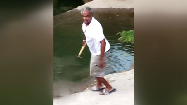 Homem mata tartaruga a martelada e alega legítima defesa