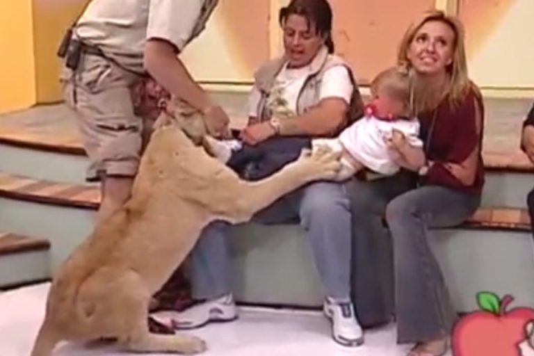 Leão ataca criança em programa de TV e reação dos adultos causa revolta