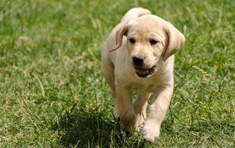 Pesquisa aponta que cachorros sabem quando uma pessoa é desonesta