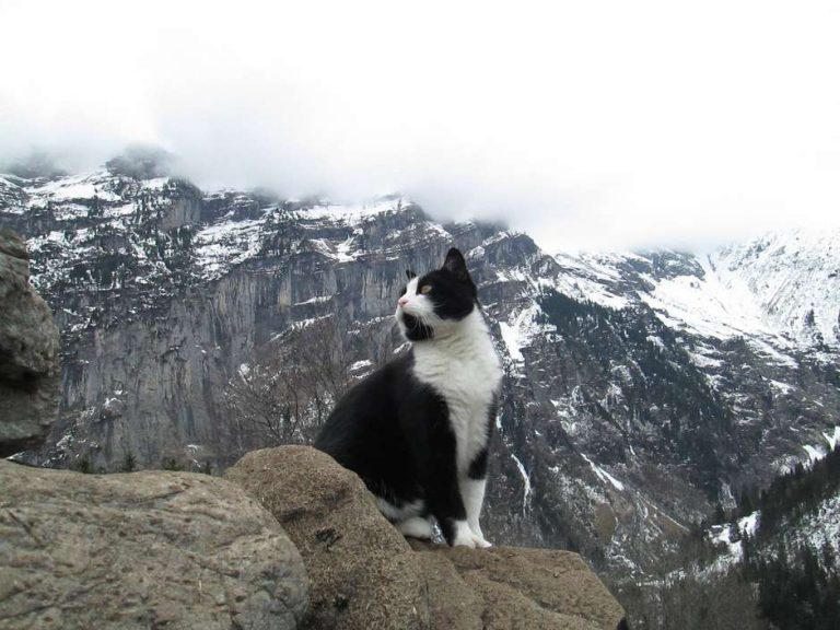 Gato ajuda turista perdido em montanha a voltar para aldeia