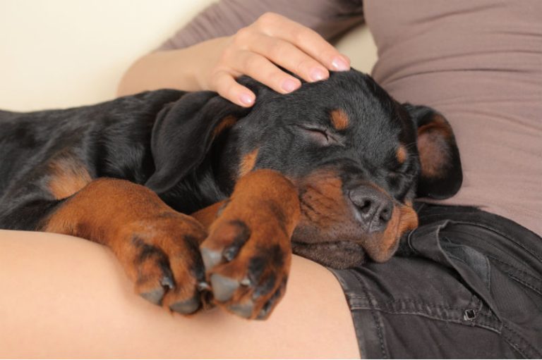 Censo aponta os 50 nomes de cães mais populares no Brasil