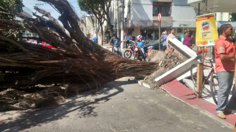 Árvore cai e interdita o trânsito em Vila Velha