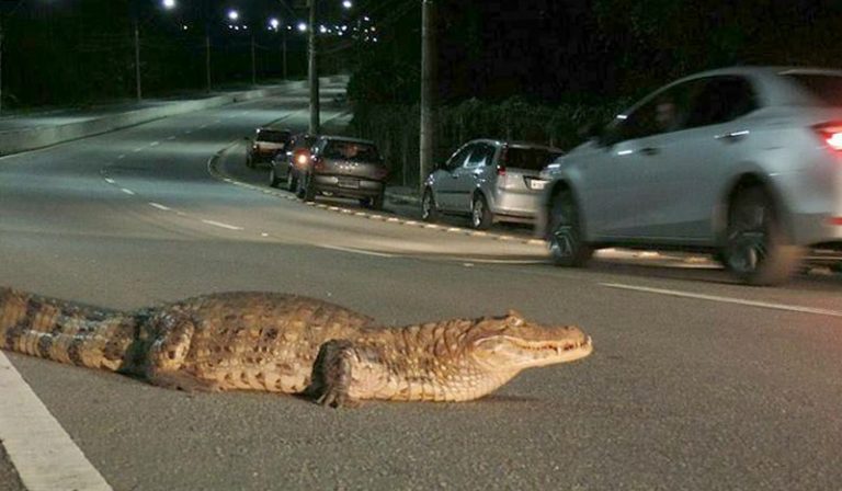 Jacaré assusta motoristas na avenida Norte-Sul