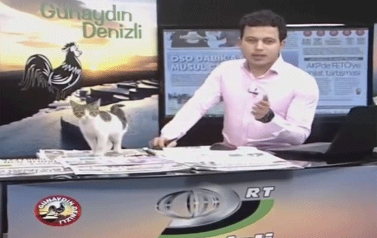 Gatinho de rua ‘invade’ telejornal ao vivo