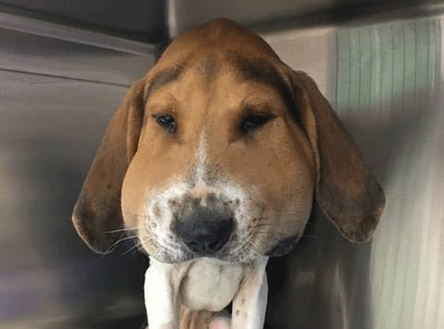 Cão fica irreconhecível após picada de cobra e viraliza na internet