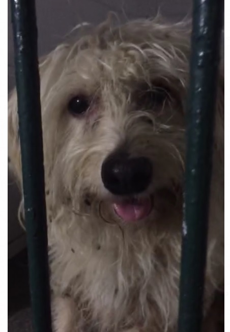 Após ajuda de bombeiros, cadela é resgatada na Ufes e tem final feliz