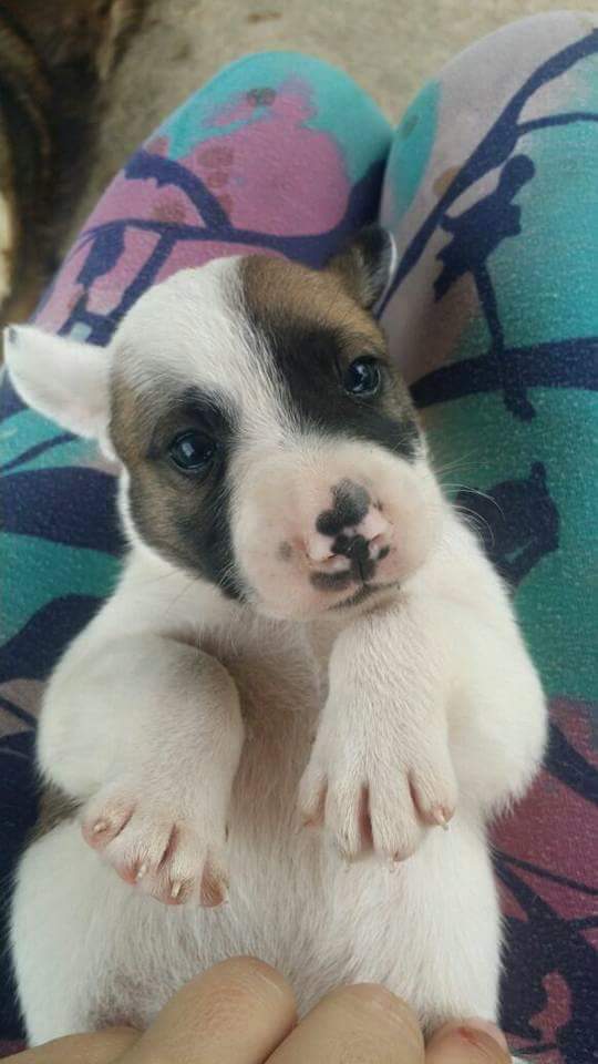 Feira de adoção em Vila Velha reúne filhotes e cachorros adultos carentes