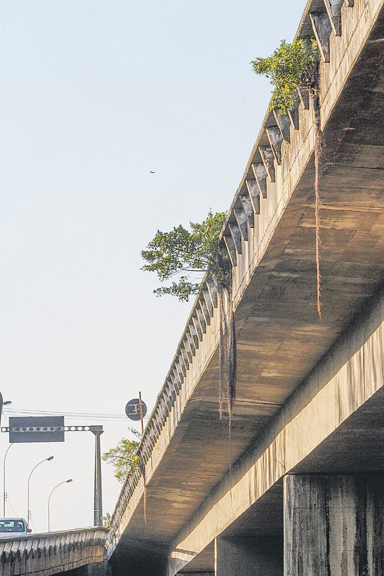 Sem manutenção, já tem até árvore na Segunda Ponte