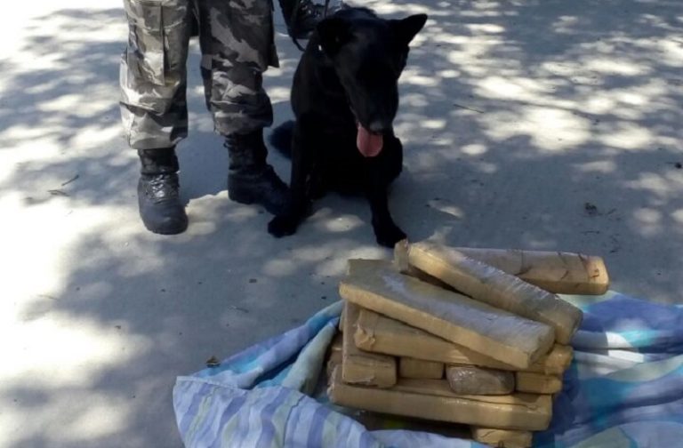 Casal é preso com mais de 25 kg de maconha na BR-101