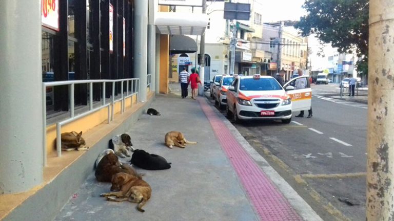 Moradores do Centro de Vitória reclamam de invasão de cães abandonados