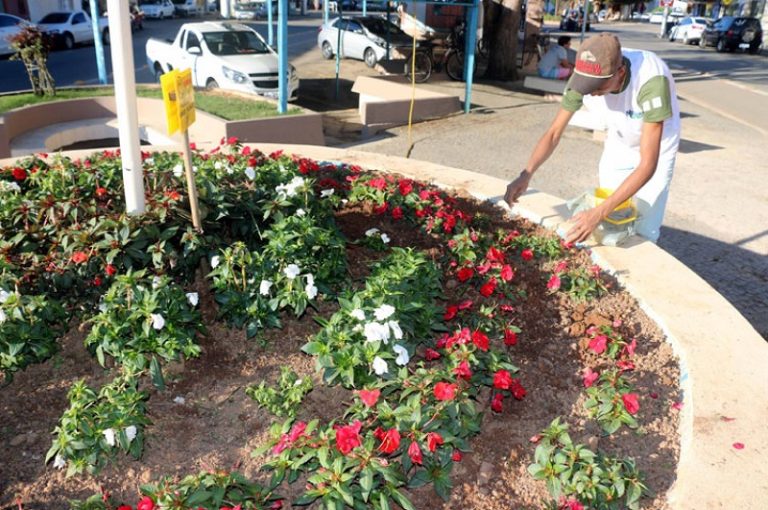 Prefeitura faz apelo após furto de mais de 30 plantas de canteiros