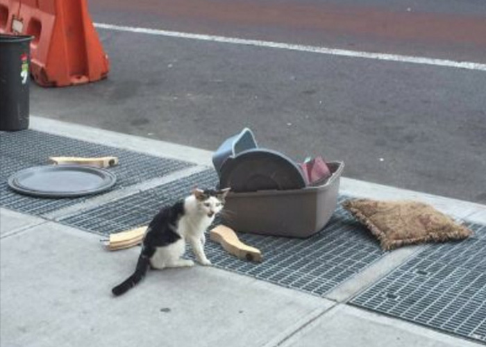 Foto de gato abandonado ao lado de suas coisas comove internautas