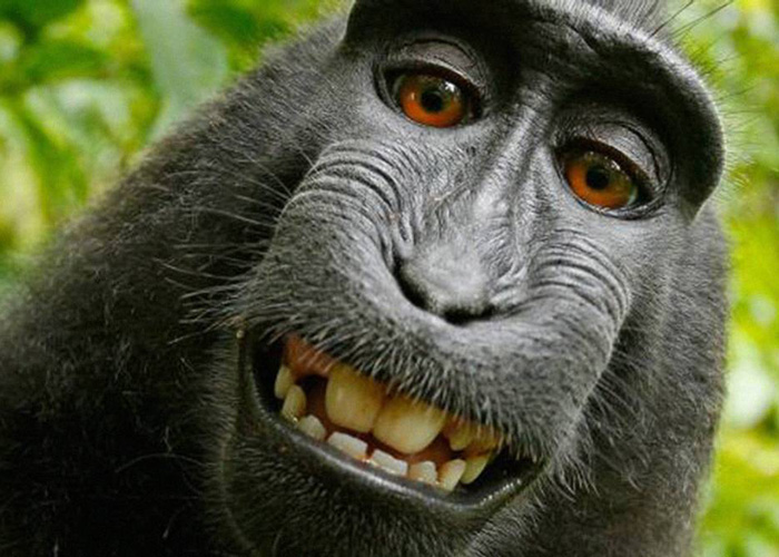 Fotógrafo vence batalha de direitos autoriais de selfie feita por macaco