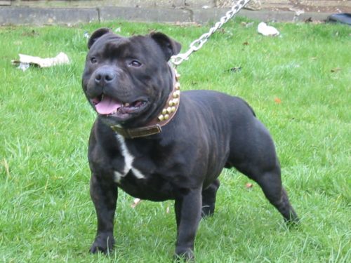 Cachorro mata dono após ingerir cocaína