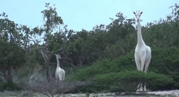 Raras girafas brancas são observadas em parque. Veja vídeo