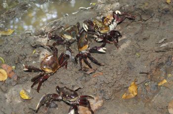 Captura e venda de caranguejo proibidas