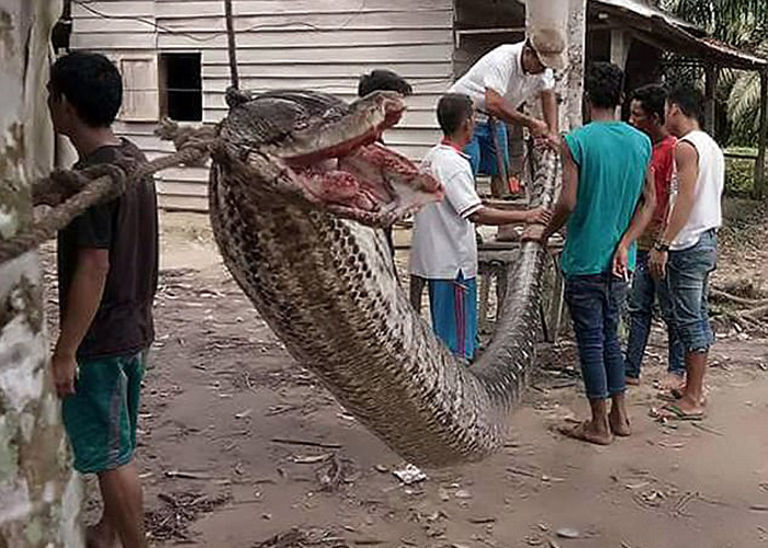 Cobra de quase oito metros é morta após atacar uma pessoa