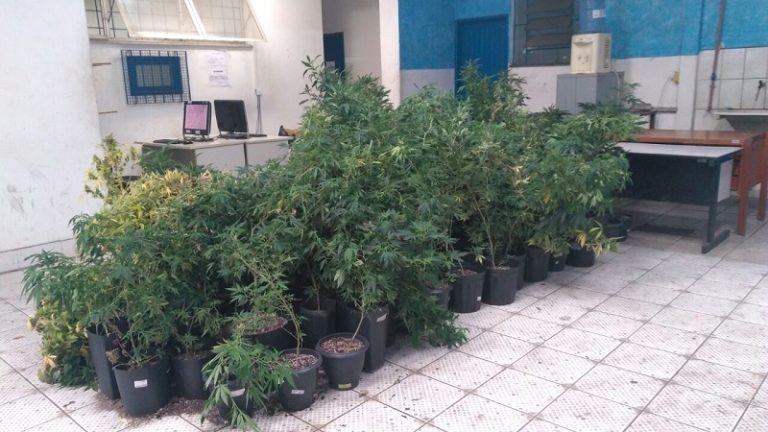 Três são detidos durante apreensão de mais de 120 pés de maconha