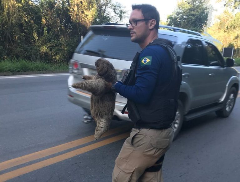 Bicho-preguiça é resgatado enquanto tentava atravessar rodovia