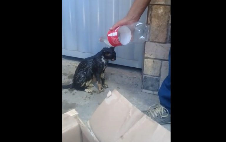 Gato sobrevive a acidente e é adotado por aposentada que acompanhava resgate