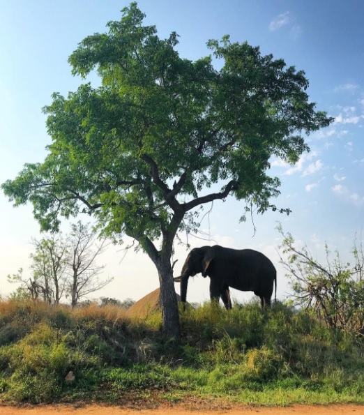 Elefante barra Marina em quarto de núpcias