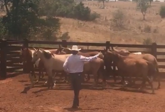 Senador cai de mula e faltará a sessão decisiva sobre Aécio