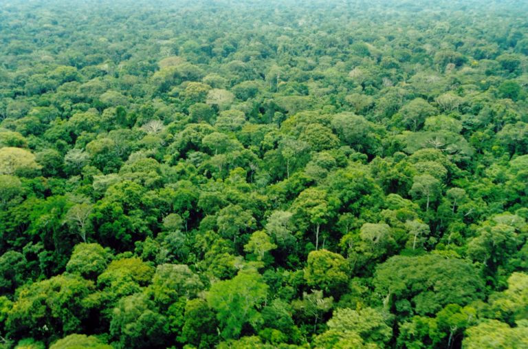 Desmatamento amazônico cai 16%, segundo o governo