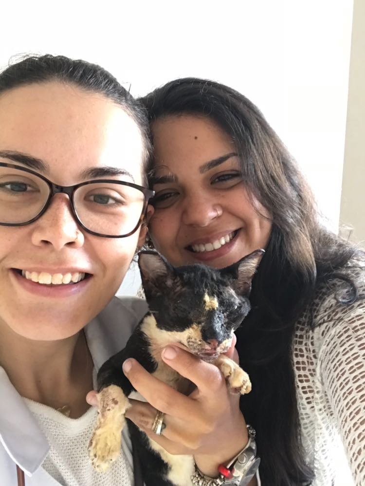 Veterinária adota gata que sobreviveu a acidente na BR-101