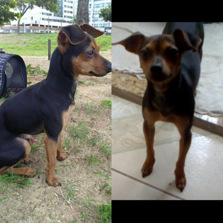 Cachorro de estimação é levado em roubo de moto