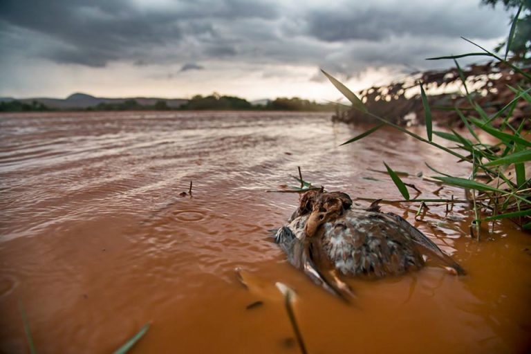 Vinte afluentes do rio Doce ainda recebem lama da Samarco, diz Ibama
