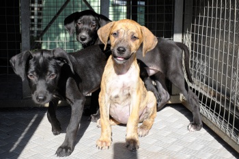 Vitória terá feira de Adoção de Animais neste sábado