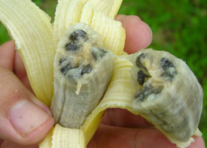 Fungo da banana se espalha e acende alerta para o consumo da fruta