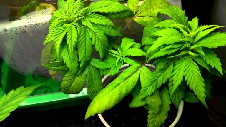 Traficante agride irmão que queria comprar droga com concorrente