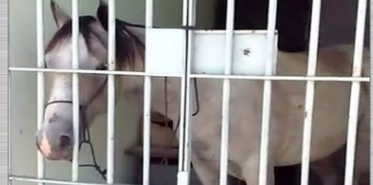 Cavalo é “preso” e passa a noite na delegacia após dar coice em carro