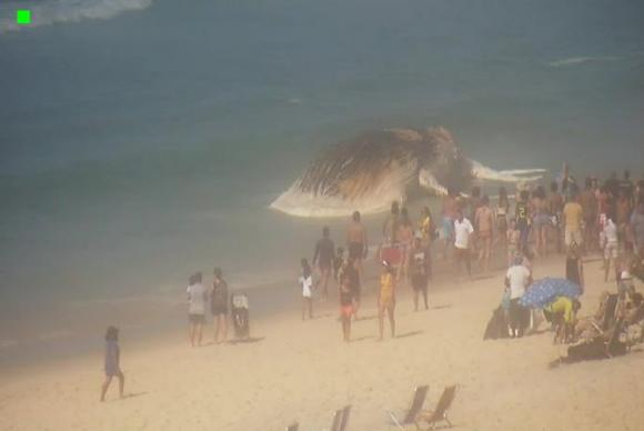 Corpo de baleia encalhada atrai curiosidade de banhistas em praia