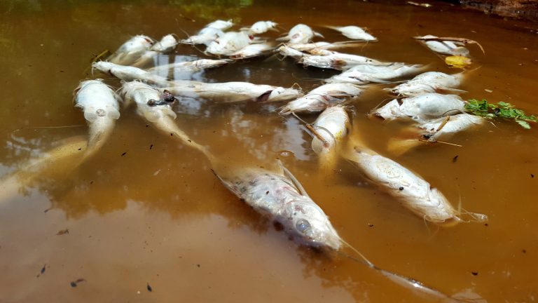 Peixes mortos aparecem boiando no rio Santa Maria do Doce