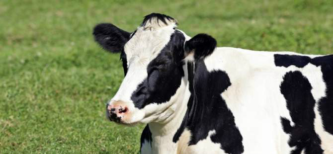 Consumidor rejeita sofrimento animal e quer transparência, diz pesquisa