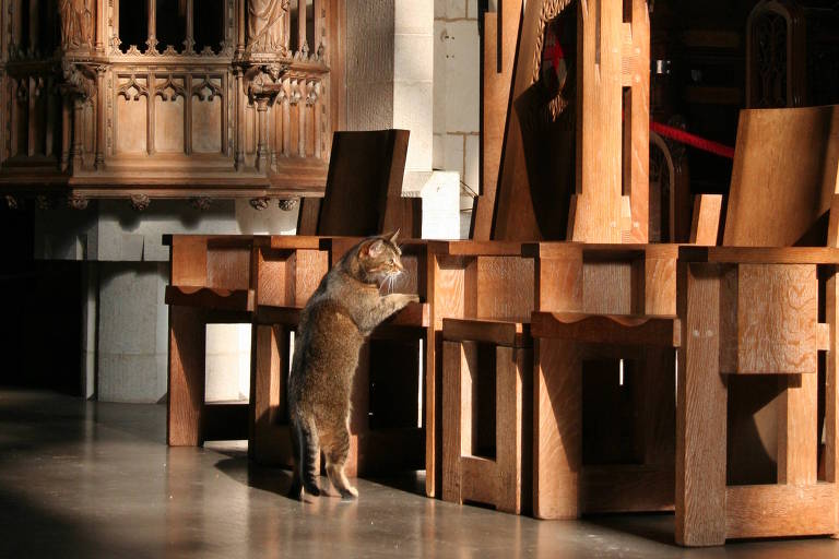 Gata atrai fiéis e arrecada R$ 44 mil para catedral em Londres