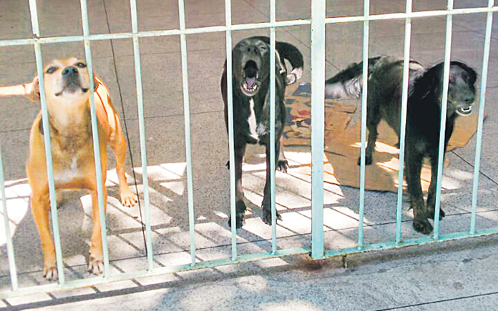 Cachorros são usados para proteger escola na Serra