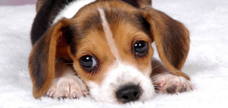 Saiba como preparar ambiente para os pets sofrerem menos com os fogos no Réveillon