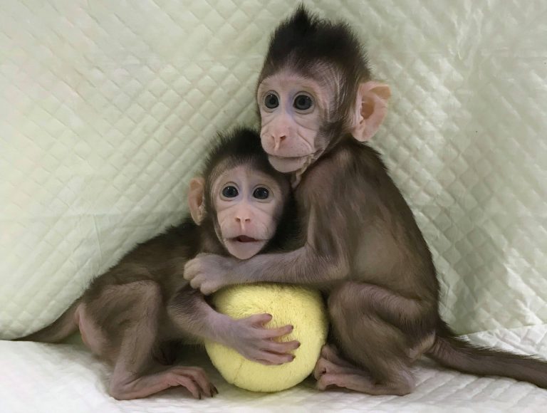 Cientistas criam clones de primatas pela 1ª vez