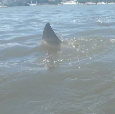 Presidente do Instituto Orca diz que imagens feitas na Curva da Jurema são de golfinho