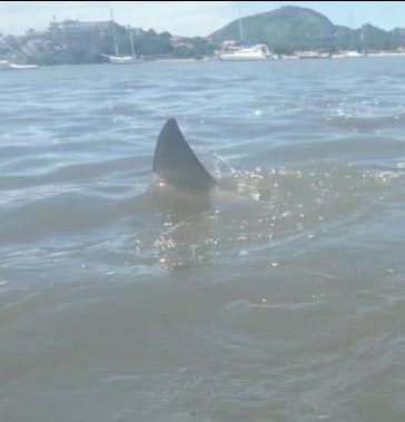Veja fotos de suposto tubarão na Curva da Jurema