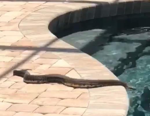 Cobra aparece nadando na piscina da casa de Patricia Abravanel
